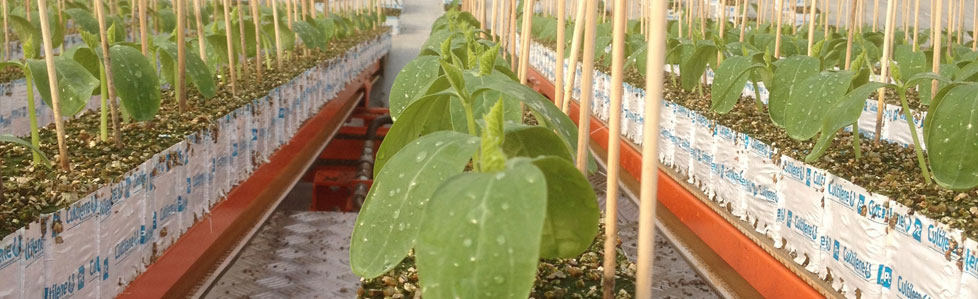 Young cucumber seedlings are prepared for spacing in propagation houses
