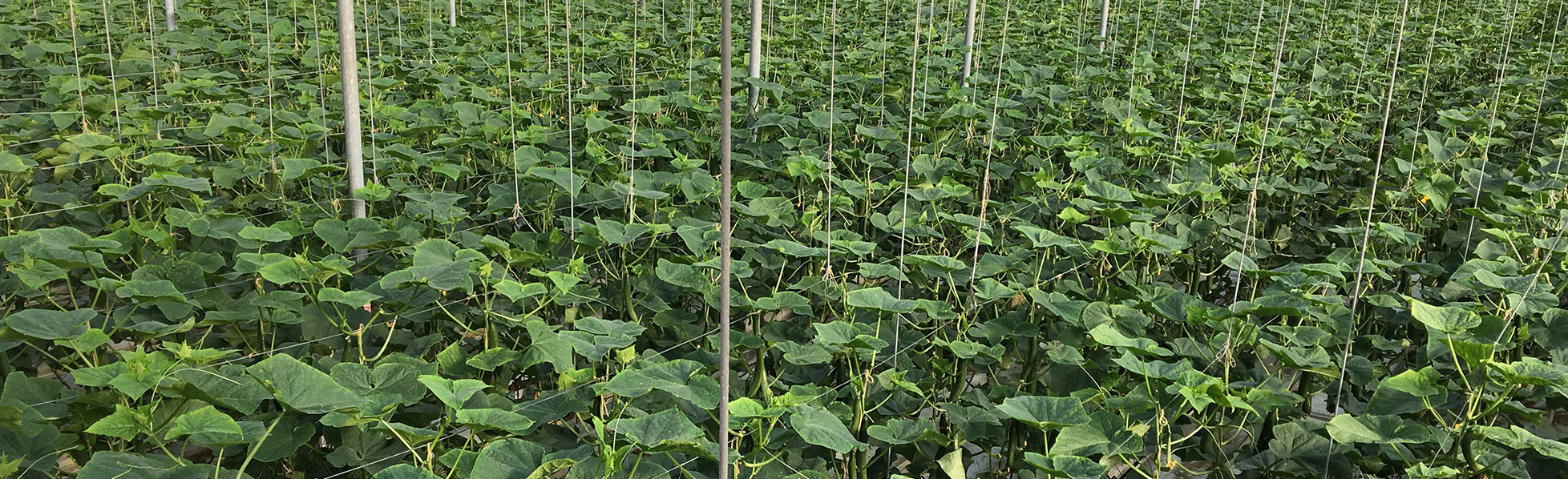 Mature cucumber plants shown from elevated observation point