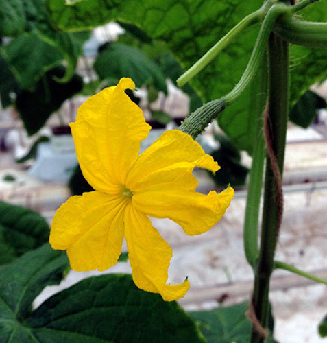 A cucumber flower in bloom